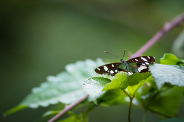 White Admiral butterfly