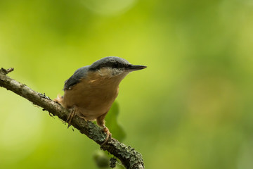 Eurasian nuthatch or wood nuthatch (Sitta europaea