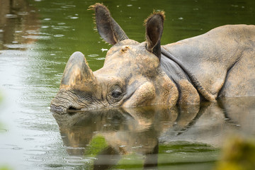 Indian rhino swimming