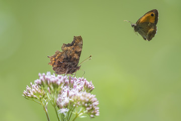 Comma butterfly and gatekeeper in flight