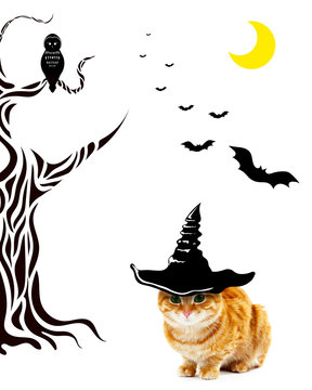 Cat with witch hat for halloween, isolated on white
