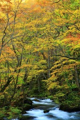 Fototapeta na wymiar 青森県十和田　紅葉の奥入瀬渓流