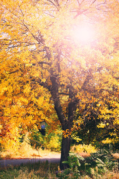 Beautiful autumn tree with sunlight
