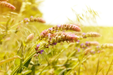 Beautiful wild flowers with sunlight