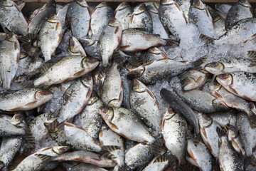 Overfishing fish in ices, Brazil