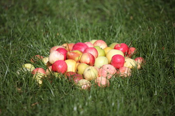 apples and pears lies on a green garden grass