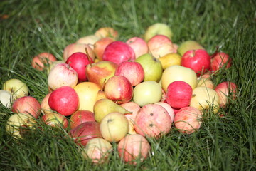 apples and pears lies on a green garden grass