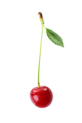 Cherry isolated on white