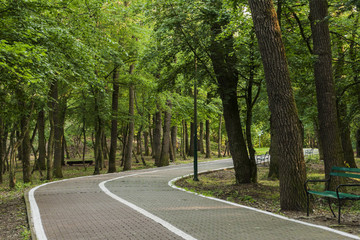 forest walk path