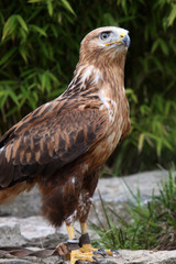 Adlerbussard