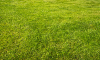 Spring Summer Lawncare