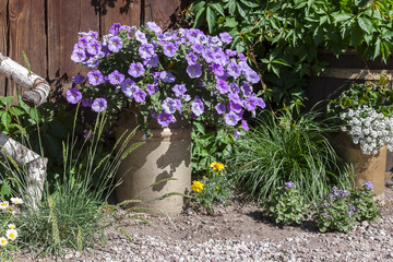 Beautiful colorful flowers in a bucket.