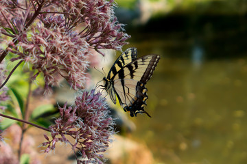 swallowtail butterfly