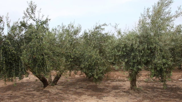 Olive Trees With Green Olives