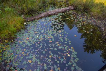 biotop mit farbigem laub am wasser schwimmend