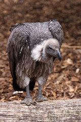 Gänsegeier