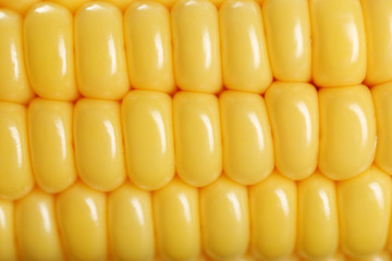 fresh corn close up