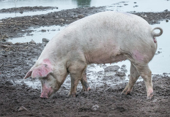 Schweineglück