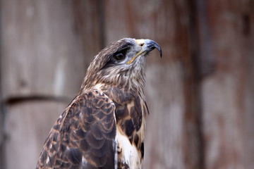 Hochlandbussard