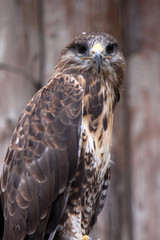 Hochlandbussard