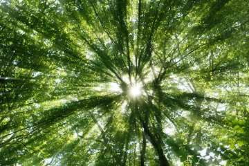 Fototapeta premium Słońce prześwieca przez koronę drzew