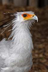 Sekretär