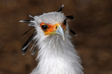 Sekretär