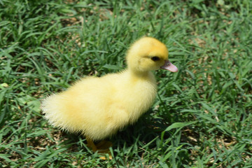 Ducklings of a musky duck