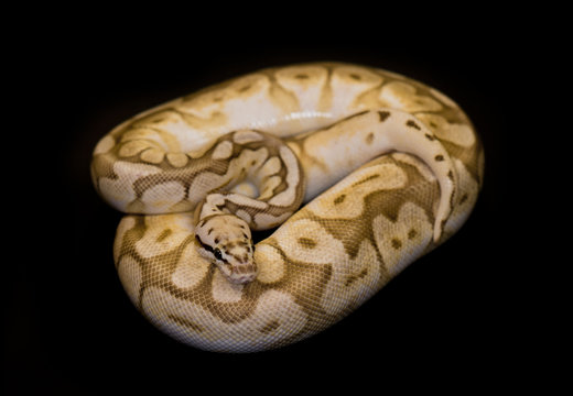 Ball Python isolated on black