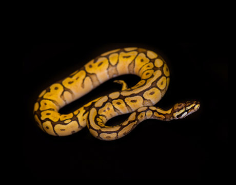 Ball Python isolated on black