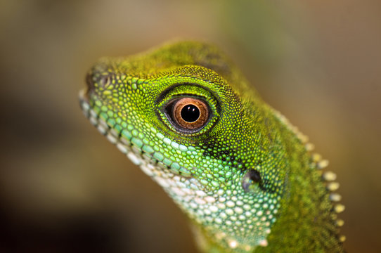 Green water dragon eye