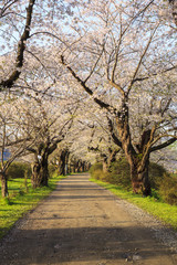 Cherry blossoms bloom path of Kitakami Tenshochi, Iwate, Japan