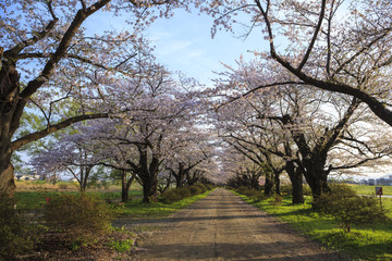 Obraz premium Cherry blossoms bloom path of Kitakami Tenshochi, Iwate, Japan