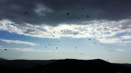 Cielo con uccelli in volo