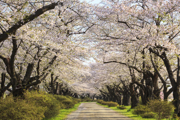 Cherry blossoms bloom path of Kitakami Tenshochi, Iwate, Japan
