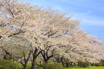 Naklejka premium Cherry blossoms bloom path of Kitakami Tenshochi, Iwate, Japan