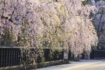 Fototapeta premium Weeping Cherries of Kakunodate’s Samurai District, Akita, Japan