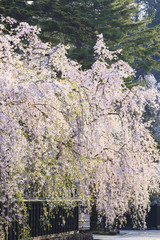 Naklejka premium Weeping Cherries of Kakunodate’s Samurai District, Akita, Japan