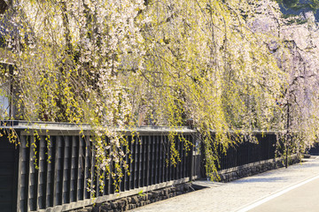 Naklejka premium Weeping Cherries of Kakunodate’s Samurai District, Akita, Japan