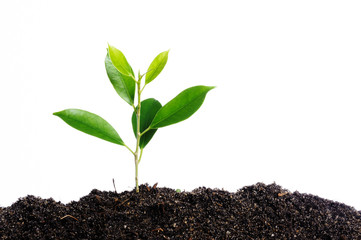 Young greenplant in soil