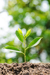 Young plant growing on soil