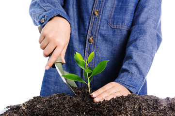 Boy planting young plant into the soil