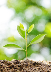 Young plant growing on soil