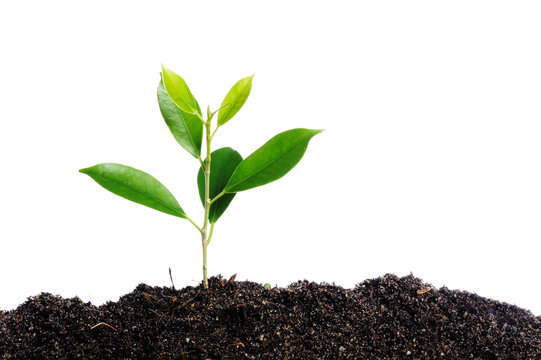 Greenplant Images Browse 464 Stock Photos Vectors and Video Adobe