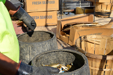 Maryland Blue Crabs being sorted by size into a wooden barrel