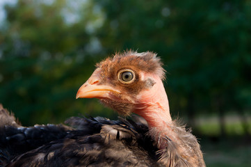 chick in hand