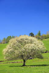 Blooming Pear Tree in Yatsugatake farm, Yamanashi, Japan