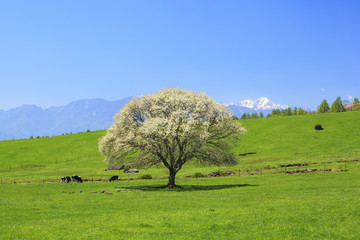 Blooming Pear Tree in Yatsugatake farm, Yamanashi, Japan