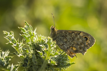 Fototapeta premium Wall Brown butterfly feeding on flowers
