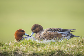 Eurasian wigeons